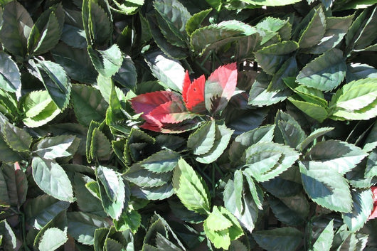 Artificial Hedging, American Beech Leaf Panel, 100cm x 100cm - Awnings Direct