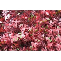 Artificial Hedging, Red Acer Leaf Panel, 100cm x 100cm - Awnings Direct