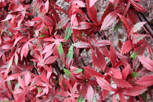 Artificial Hedging, Red Acer Leaf Trellis, 100cm x 200cm - Awnings Direct