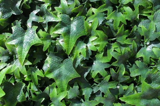 Ivy Artificial Hedge